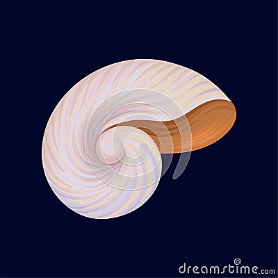 Snail house or shell, empty shell of a sea mollusk vector Illustration on a dark blue background Vector Illustration