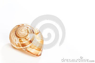 Snail house on white Stock Photo