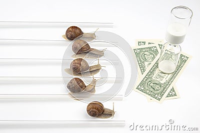 The snail is in a hurry to win in speed for the right to receive money. competition for the opportunity to be the first in Stock Photo