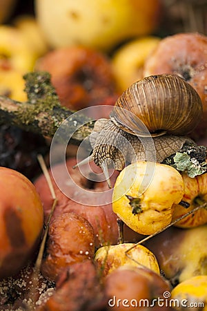 Snail Stock Photo