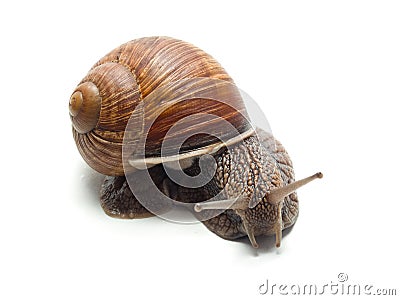 Snail isolated Stock Photo