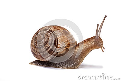 Snail isolated on white Stock Photo