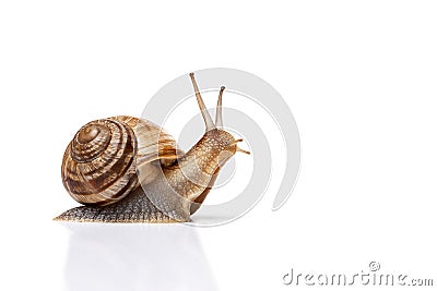 Snail isolated on white Stock Photo