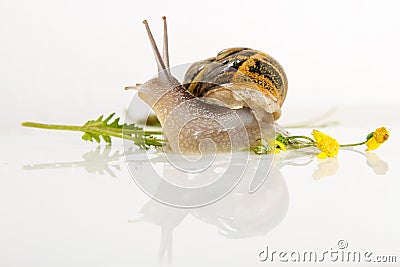 Snail isolated on white . Stock Photo