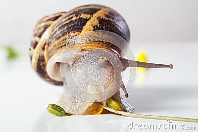 Snail isolated on white . Stock Photo