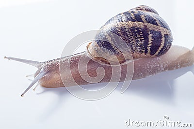 Snail isolated on white . Stock Photo