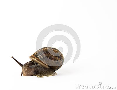 Snail in isolation on a white background Stock Photo