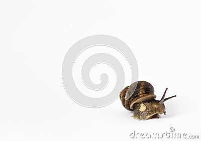 Snail in isolation on a white background Stock Photo