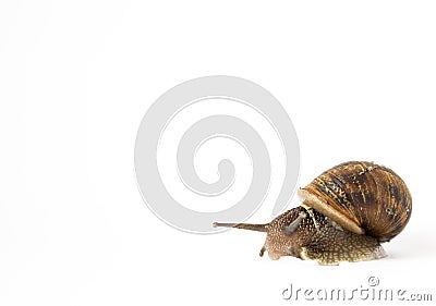 Snail in isolation on a white background Stock Photo