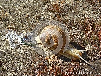 Snail and its waste on dry ground Stock Photo
