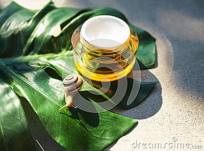 Snail and a jar of skin cream on green monstera leaf on concrete background. Stock Photo