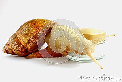Snail and a jar of skin cream. selective focus. Snail mucus. Beauty clinic concept Stock Photo