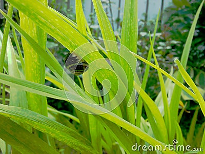 Snail Leaf Stock Photo