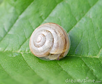 Snail on the leaf Stock Photo