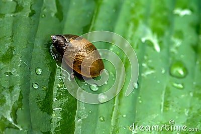 Snail. Leaf of a plant. Stock Photo