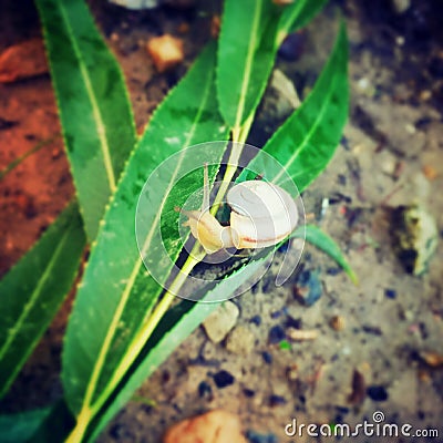 The snail the leaf Stock Photo