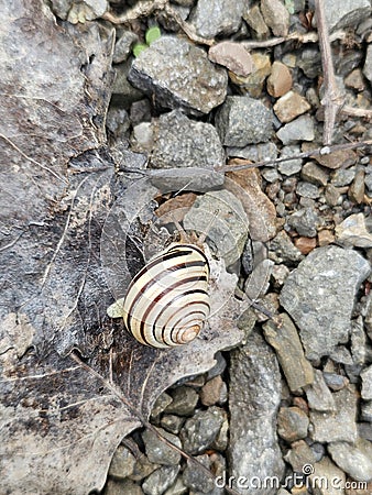Snail on the leaf stones rocks ground Stock Photo