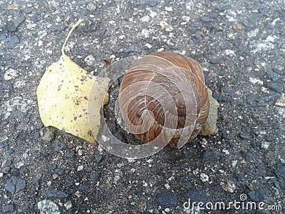 Snail leaf street park nature Stock Photo