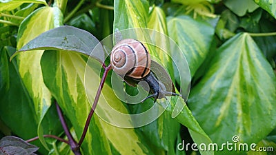 snail on a leaf Stock Photo