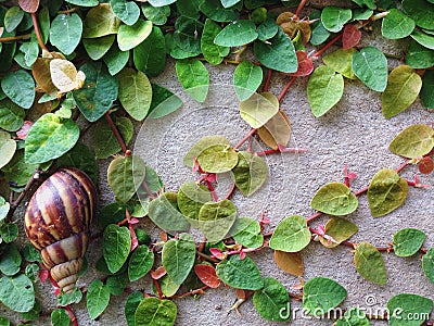 Snail leaves green leaf Stock Photo