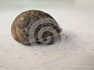 A snail leaves the house Stock Photo