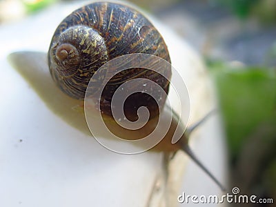 A snail leaves the house Stock Photo