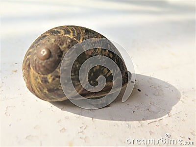 A snail leaves the house Stock Photo