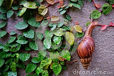 Snail leaves leaf Stock Photo