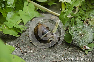 Snail in leaves Stock Photo