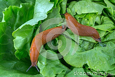 Snail with lettuce leaf Stock Photo