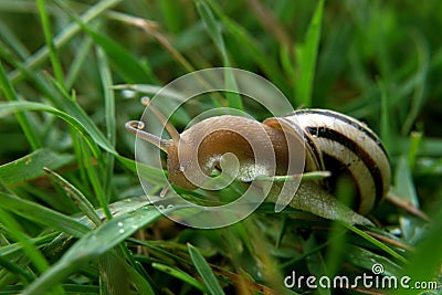 Snail looking at water bulb drop Stock Photo