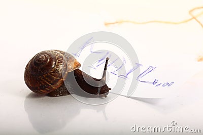 Snail macro with letter Stock Photo