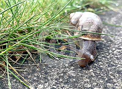 Snail makes its way through the grass jungle of a back garden lawn Stock Photo