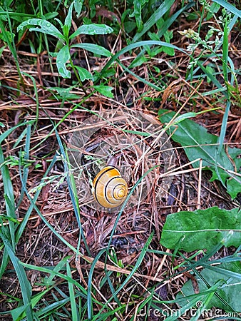 A snail makes its way through the grass Stock Photo