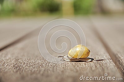Snail makes slowly its way on the wood Stock Photo