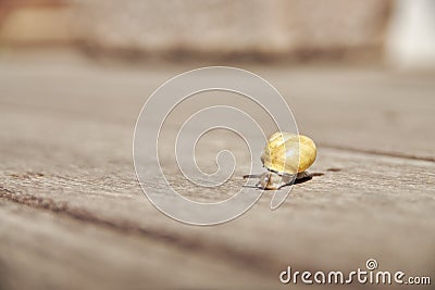 Snail makes its way on the wood Stock Photo