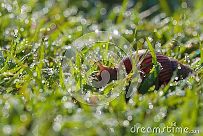 Snail morning feeding. Stock Photo