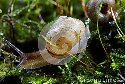 Snail on moss Stock Photo