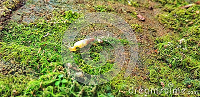 Snail moss animal autumn vegetation Stock Photo