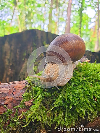 Snail. Moss. Summer Stock Photo