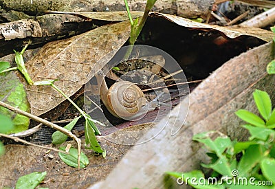 Snail movement on the bark of a tree Stock Photo