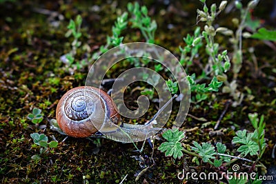 Snail in movement on dry ground with moss and tiny grass Stock Photo