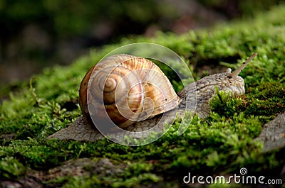 Snail Stock Photo