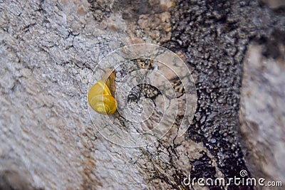 A snail moving very slowly on a wall Stock Photo