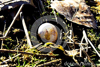 Snail moving on a wet ground Stock Photo