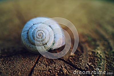 Snail in the nature Stock Photo
