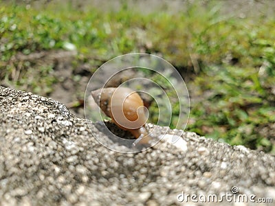 Snail near grass on sidewalk Stock Photo