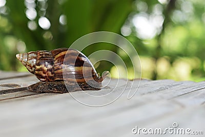 Snail crawls on a wooden surface. Stock Photo