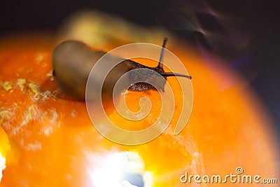 Snail on the ominous glow from inside an orange pumpkin Stock Photo