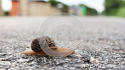 Snail Stock Photo